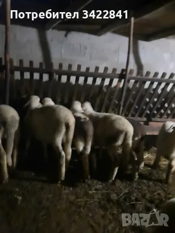 Продавам агнета., снимка 2 - Овце - 56734154