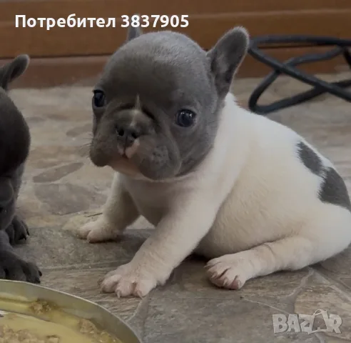 кученца френски булдог , снимка 3 - Френски булдог - 56650461