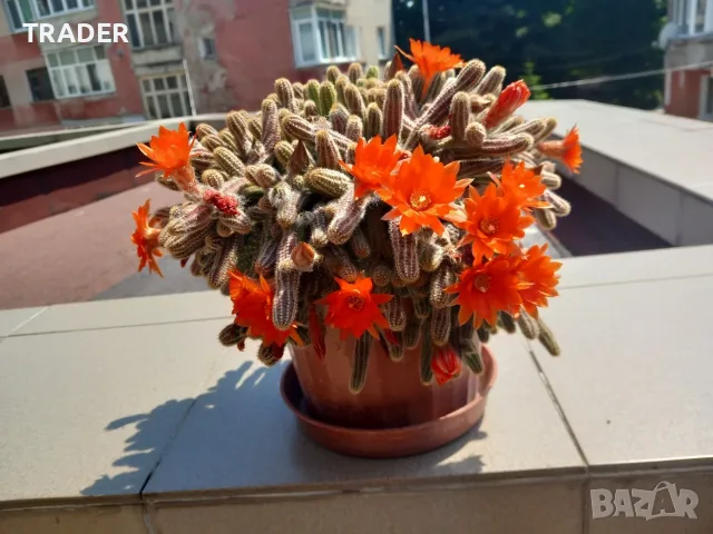 цвете кактус голям фъстъчен кактус peanut cactus