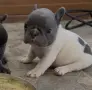 кученца френски булдог , снимка 3