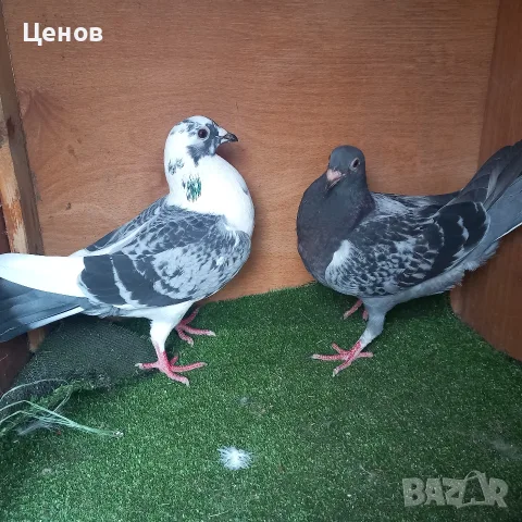 Продавам гълъби, снимка 5 - Гълъби - 56628363