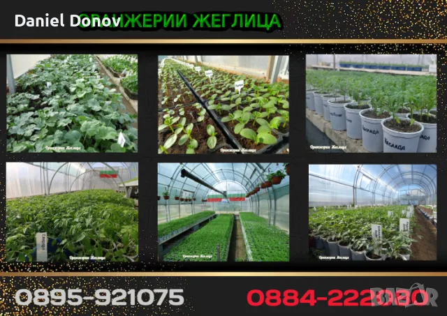 КАТАЛОГ РАЗСАДИ, ПРОЛЕТ–ЛЯТО 2027, снимка 2 - Разсади - 56742412