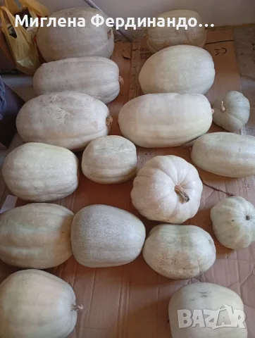 Продавам тикви,голямо количество!