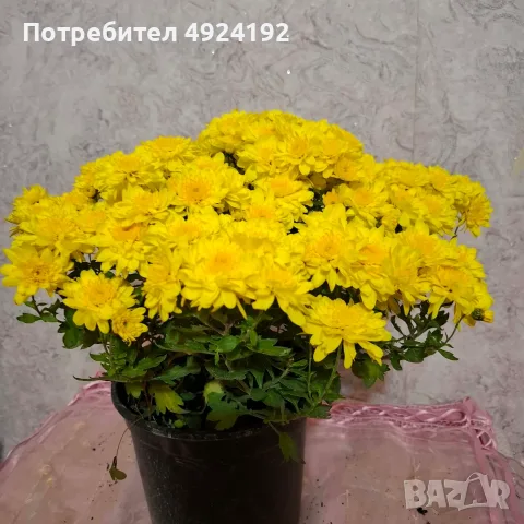 Хризантема нискостеблена, снимка 4 - Градински цветя и растения - 56567783
