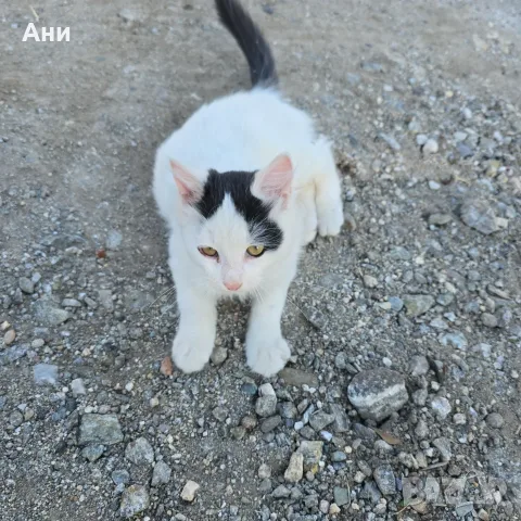 Коте на три месеца, снимка 3 - Други - 56636418