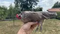 декоративни кокошки и петли , снимка 7