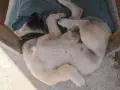 Здраво и ваксинирано Кангалче., снимка 3