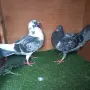 Продавам гълъби, снимка 5