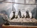 Пуйки/пуйчета двумесечни , снимка 5