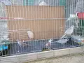 Диамантени гугутки , снимка 4