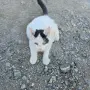 Коте на три месеца, снимка 3