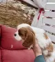 кавалер кинг чарлз шпаньол, снимка 4