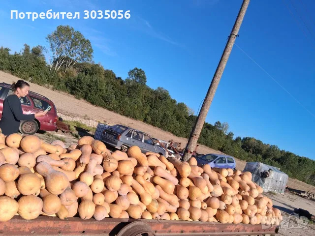 Продавам текви- цигулки и бели тикви, снимка 7 - Домашни продукти - 56555593