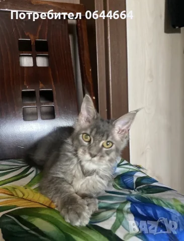 Мейн куун породисти котенца