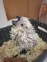 Какаду Алба за дохранване, снимка 3