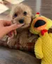 Американски кокер шпаньол , снимка 1