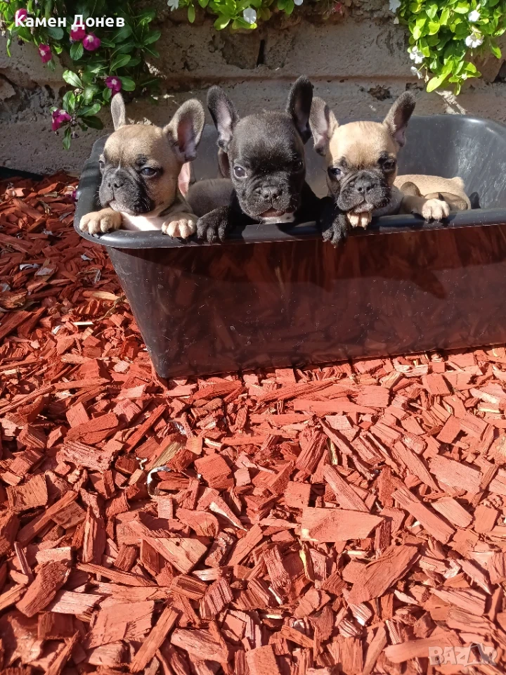 Френски булдог french bulldog , снимка 1