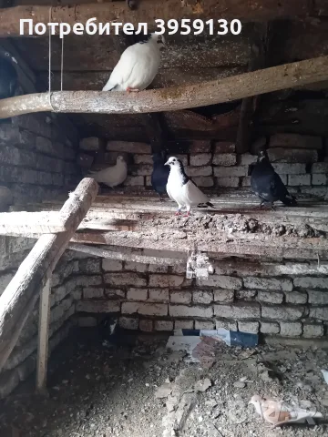 пазарджишки гълъби