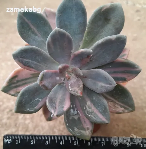 Пахиверия (Pachyveria Pachyphytodies variegated 예쁜 석연화금), сукулентно растение