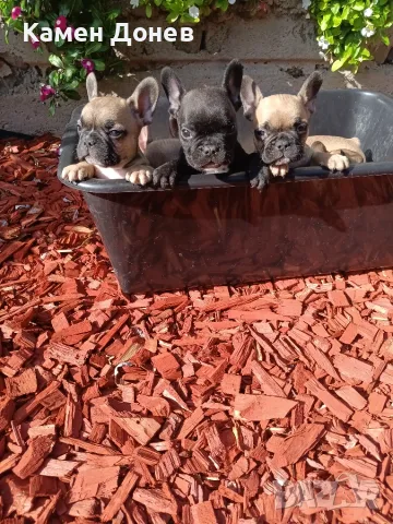Френски булдог french bulldog 