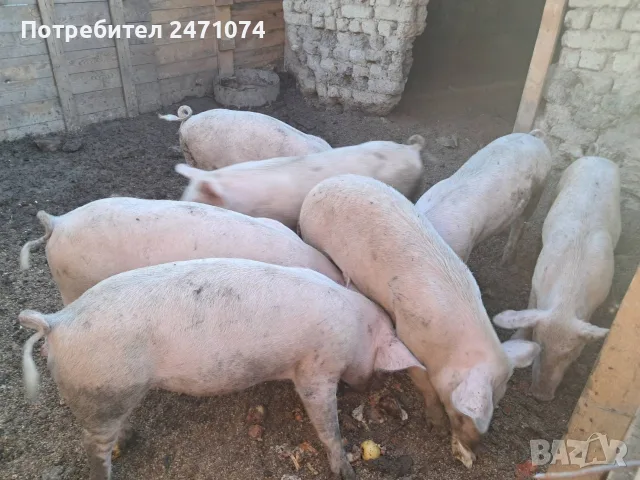 Домашно Отглеждани Прасета