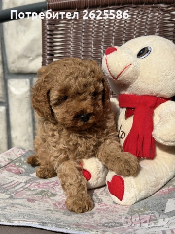 Той пудел toy poodle МОМЧЕ , снимка 5 - Пудели - 56356970