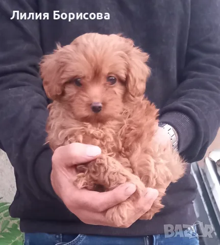 Продавам Мини Той Пудел , снимка 2 - Пудели - 56741469