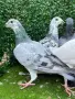 Пощенски гълъби, снимка 3