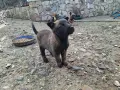 Белгийска овчарка, снимка 1