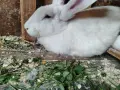 Зайци ,,Бял Великан", снимка 4
