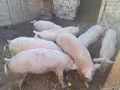 Домашно Отглеждани Прасета, снимка 1