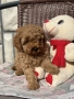 Той пудел toy poodle МОМЧЕ , снимка 5