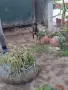      Чисто кръвни пинчери , снимка 1