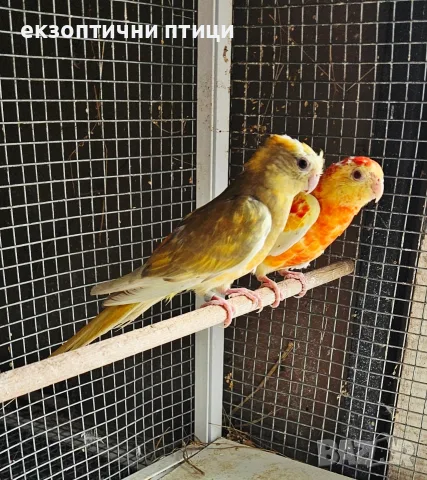 Продавам двойка Пойни , снимка 4 - Папагали - 56749217