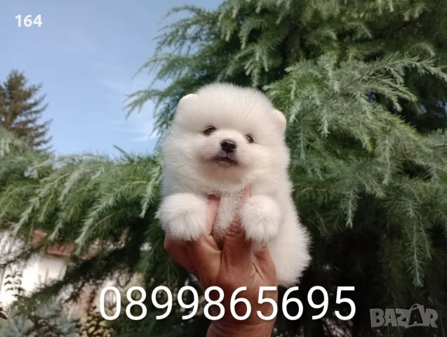 Померани. Прекрасни, снимка 4 - Померан - 56686727