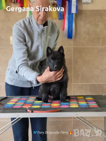 Шиперке / Schipperke, снимка 2 - Други - 55357854