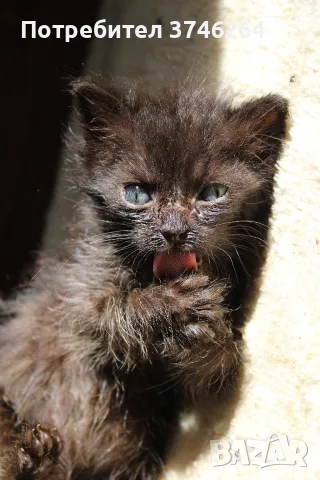 Черно котенце търси дом, снимка 6 - Други - 56600894