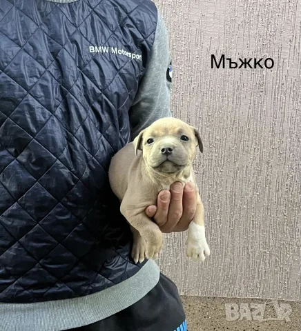 Мъжки и женски покет були