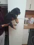 Ротвайлерче мъжко , снимка 2