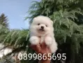 Померани. Прекрасни, снимка 4