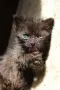 Черно котенце търси дом, снимка 6