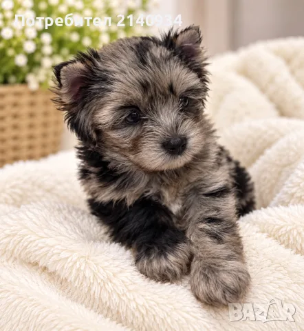 Йоркширски териер Black Merle – женско кученце с рядка и екзотична окраска!