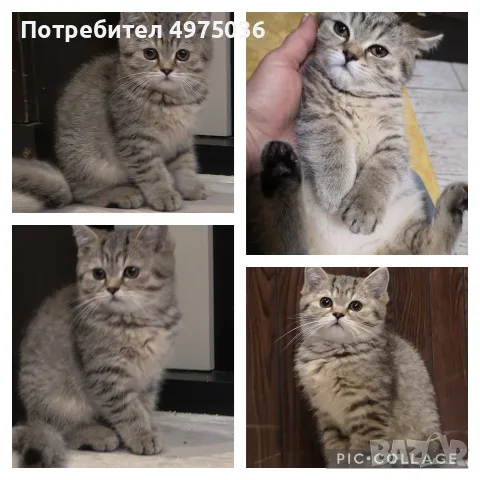 британско кьсокосместо таби момиче 