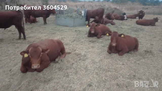 Телета за ИЗЛОЖБА ТОП , снимка 16 - Крави - 56226537