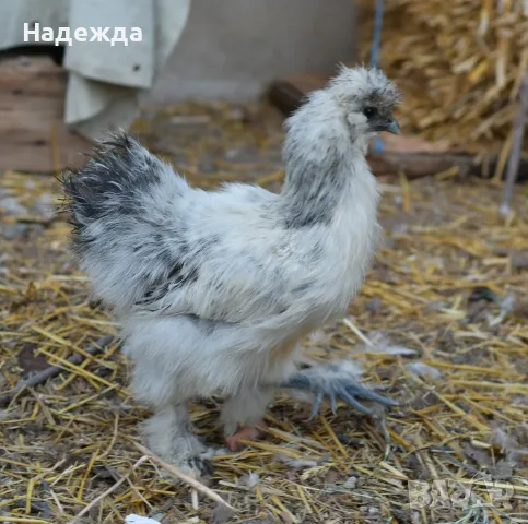 Кокошки и петли Копринки, снимка 3 - Кокошки и пуйки - 56629255