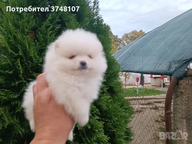 Померан/Померани , снимка 6 - Померан - 56741093