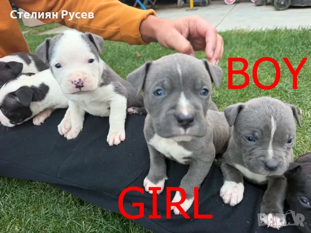 американско були ХЛ и стафордшир + стафордширски териер american bully xl пишете на вайбър да изпрат