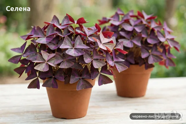 Червено-листна детелина Oxalis triangularis - лилава / бордо