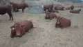 Телета за ИЗЛОЖБА ТОП , снимка 16