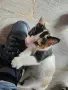 Сладки двумесечни котета, снимка 1